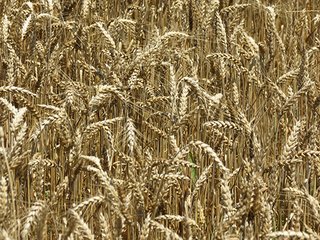 Tract 2 - 185.7+/- Acres offered in 5 Tracts of Prime Indiana Farmland, Land Auction