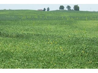 Tract 4 - 185.7+/- Acres offered in 5 Tracts of Prime Indiana Farmland, Land Auction