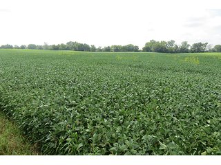 Tract 3 - 185.7+/- Acres offered in 5 Tracts of Prime Indiana Farmland, Land Auction