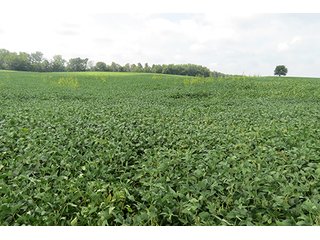 Tract 4 - 185.7+/- Acres offered in 5 Tracts of Prime Indiana Farmland, Land Auction