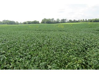 Tract 4 - 185.7+/- Acres offered in 5 Tracts of Prime Indiana Farmland, Land Auction