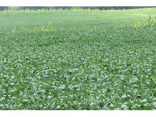 Tract 3 - 185.7+/- Acres offered in 5 Tracts of Prime Indiana Farmland, Land Auction