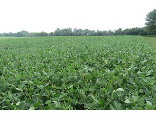 Tract 4 - 185.7+/- Acres offered in 5 Tracts of Prime Indiana Farmland, Land Auction