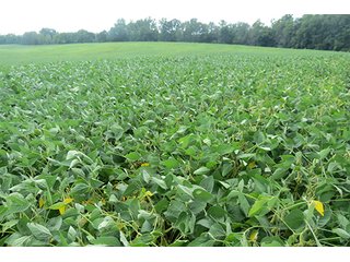 Tract 4 - 185.7+/- Acres offered in 5 Tracts of Prime Indiana Farmland, Land Auction