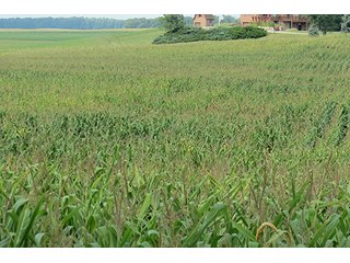 Tract 2 - 185.7+/- Acres offered in 5 Tracts of Prime Indiana Farmland, Land Auction