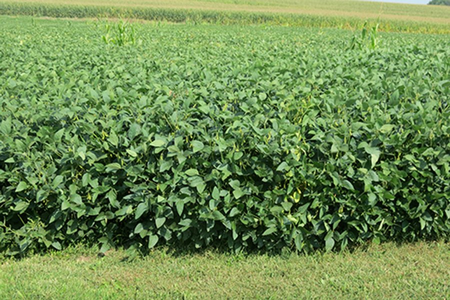 185.7+/- Acres offered in 5 Tracts of Prime Indiana Farmland, Land Auction