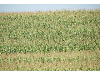 Tract 1 - 185.7+/- Acres offered in 5 Tracts of Prime Indiana Farmland, Land Auction