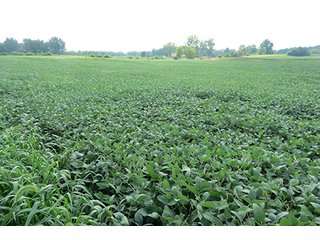 Tract 5 - 185.7+/- Acres offered in 5 Tracts of Prime Indiana Farmland, Land Auction