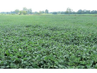 Tract 3 - 185.7+/- Acres offered in 5 Tracts of Prime Indiana Farmland, Land Auction