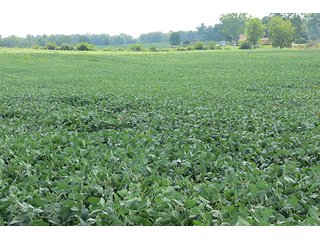 Tract 5 - 185.7+/- Acres offered in 5 Tracts of Prime Indiana Farmland, Land Auction