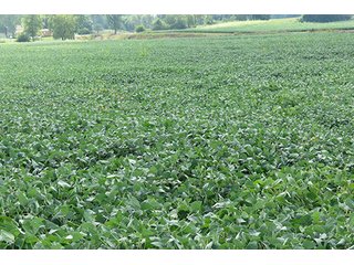 Tract 3 - 185.7+/- Acres offered in 5 Tracts of Prime Indiana Farmland, Land Auction