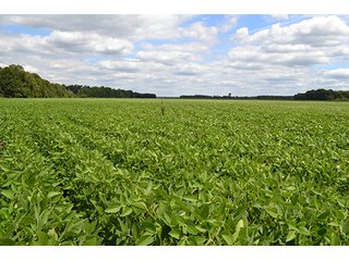 Property photo 2 - 154 +/- Acres offered in 5 Tracts Land Auction