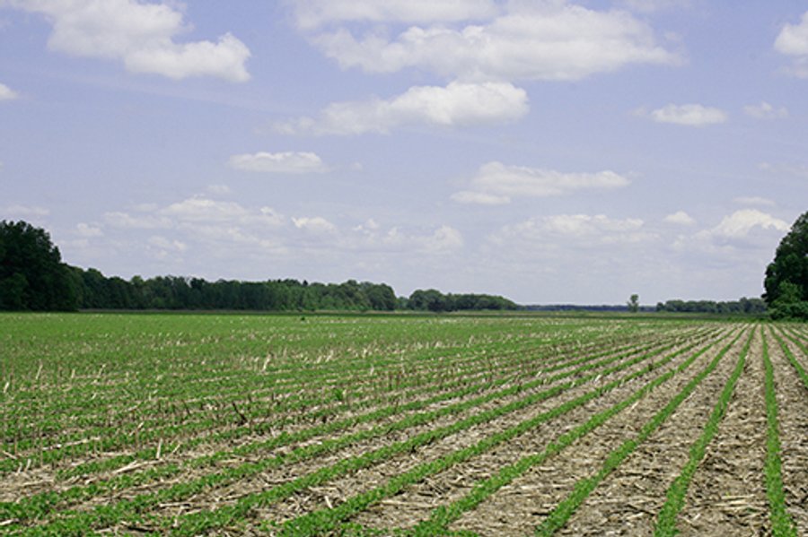 154 +/- Acres offered in 5 Tracts Land Auction
