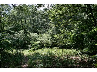 Property photo 12 - 154 +/- Acres offered in 5 Tracts Land Auction