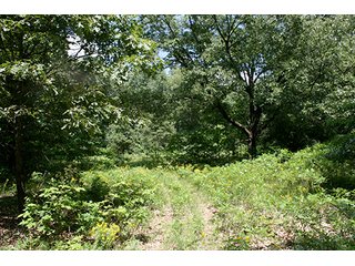 Property photo 6 - 154 +/- Acres offered in 5 Tracts Land Auction