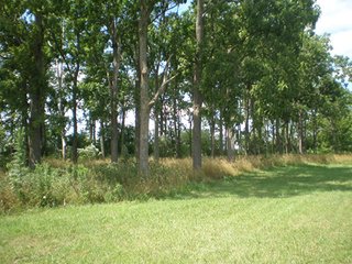 Property photo 3 - 77 +/- Acres Offered in 4 Tracts Real Estate Auction