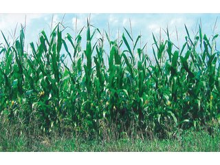 Property photo 1 - 87.5+/- Acres Indiana Land Auction