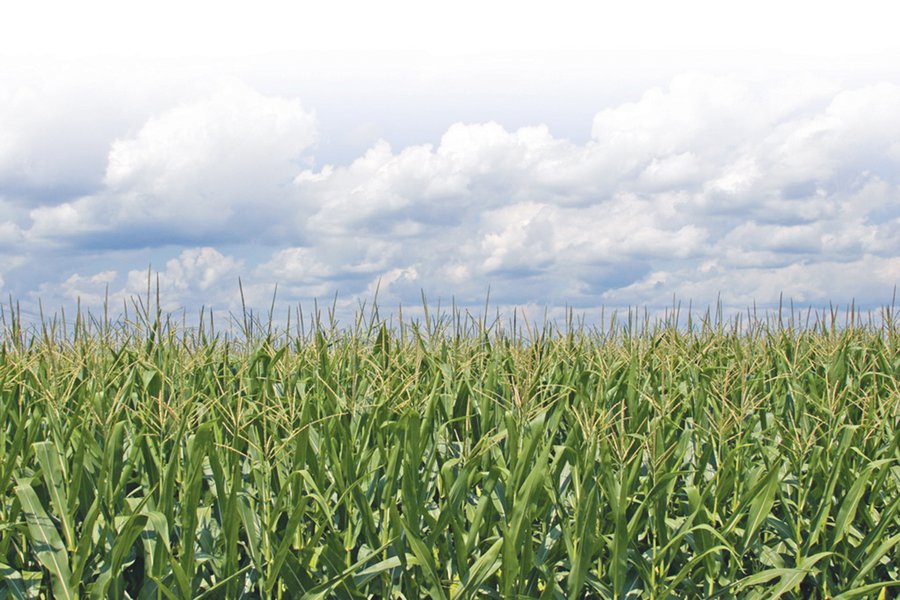 87.5+/- Acres Indiana Land Auction