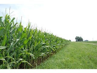 Property photo 3 - 162 +/- Acres Offered in 2 Tracts Land Auction