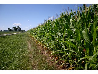 Property photo 1 - 162 +/- Acres Offered in 2 Tracts Land Auction
