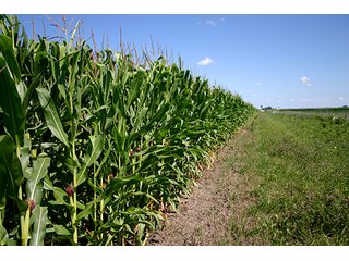 Property photo 4 - 162 +/- Acres Offered in 2 Tracts Land Auction