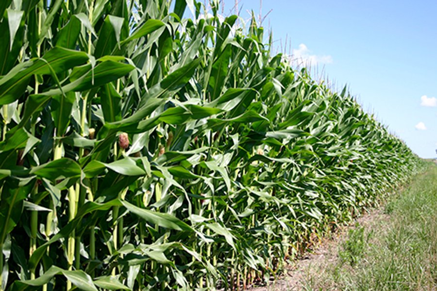 162 +/- Acres Offered in 2 Tracts Land Auction