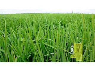 Property photo 14 - ARKANSAS LAND AUCTION, 1,741 ACRES OFFERED IN 4 TRACTS