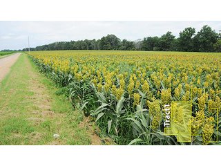 Property photo 15 - ARKANSAS LAND AUCTION, 1,741 ACRES OFFERED IN 4 TRACTS