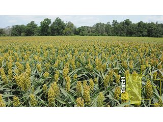 Property photo 16 - ARKANSAS LAND AUCTION, 1,741 ACRES OFFERED IN 4 TRACTS
