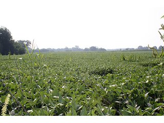 Property photo 4 - 21+/- Acres Real Estate Auction