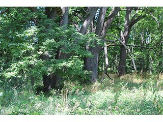 Property photo 1 - 60.5 +/- Acres offered in 3 Tracts Land Auction