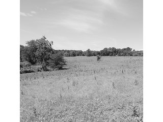 Property photo 5 - 60.5 +/- Acres offered in 3 Tracts Land Auction