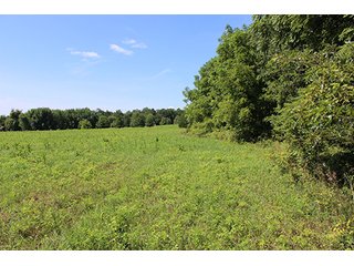 Property photo 4 - 60.5 +/- Acres offered in 3 Tracts Land Auction