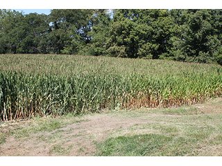 Property photo 7 - 240+/- Acres offered in 4 Tracts, Real Estate Land Auction