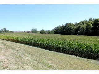Property photo 4 - 240+/- Acres offered in 4 Tracts, Real Estate Land Auction