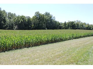 Property photo 6 - 240+/- Acres offered in 4 Tracts, Real Estate Land Auction