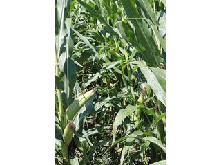 Property photo 1 - 240+/- Acres offered in 4 Tracts, Real Estate Land Auction