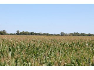 Property photo 5 - 240+/- Acres offered in 4 Tracts, Real Estate Land Auction