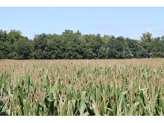 Property photo 3 - 240+/- Acres offered in 4 Tracts, Real Estate Land Auction