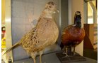 Property photo 143 - Major Antique & Collectible & Real Estate Auction, 2 Dates, Sat., Oct. 12 @ 9AM for Personal Property & Thurs., Oct., 17 @ 6PM for Real Estate