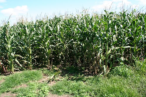 Property photo 2 - 60+/- Acres Offered in 2 Tracts, Real Estate Auction