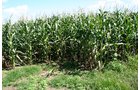 Property photo 2 - 60+/- Acres Offered in 2 Tracts, Real Estate Auction