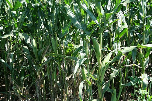 Property photo 6 - 60+/- Acres Offered in 2 Tracts, Real Estate Auction