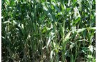 Property photo 6 - 60+/- Acres Offered in 2 Tracts, Real Estate Auction