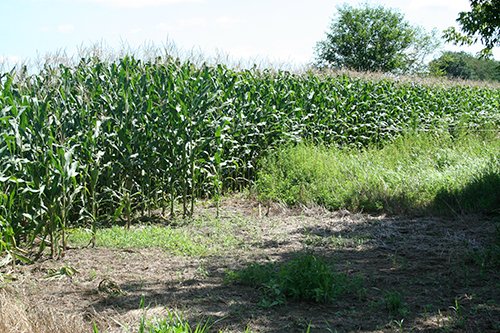 Property photo 3 - 60+/- Acres Offered in 2 Tracts, Real Estate Auction
