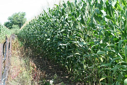 Property photo 7 - 60+/- Acres Offered in 2 Tracts, Real Estate Auction