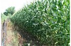 Property photo 7 - 60+/- Acres Offered in 2 Tracts, Real Estate Auction