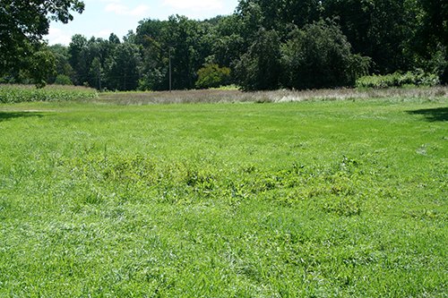 Property photo 4 - 60+/- Acres Offered in 2 Tracts, Real Estate Auction