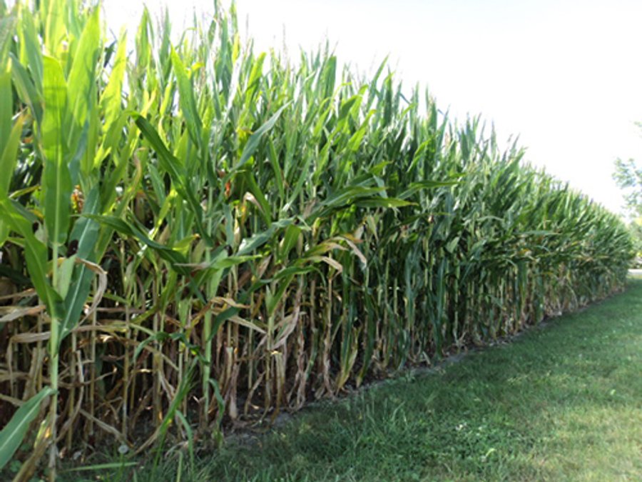 119+/- Acres & Improvements Land Auction offered in 4 Tracts