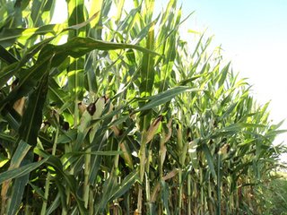 Property photo 11 - 119+/- Acres & Improvements Land Auction offered in 4 Tracts